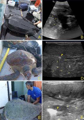 Novel Insights Into Gas Embolism in Sea Turtles: First Description in Three New Species